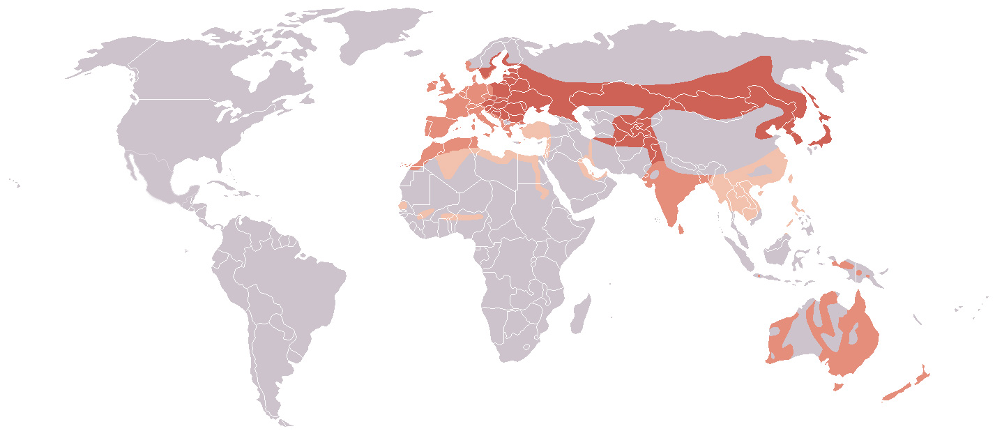 Fotó: Eurasian coot - előfordulás