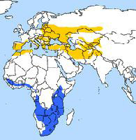 Fotó: European roller - előfordulás