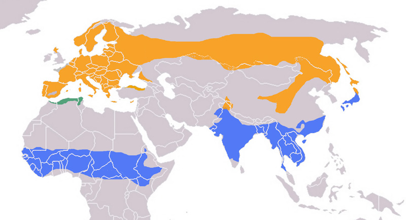 Fotó: Eurasian wryneck - előfordulás