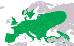 Fotó: European green woodpecker - előfordulás