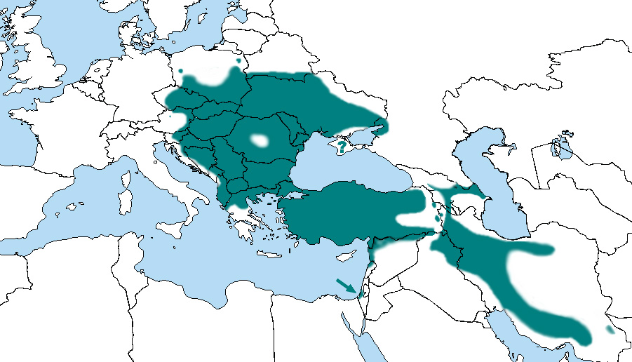 Fotó: Syrian woodpecker - előfordulás