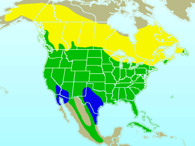 Fotó: Northern flicker - előfordulás