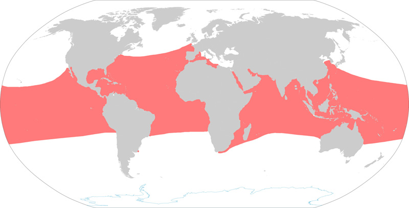 Fotó: Hawksbill sea turtle - előfordulás