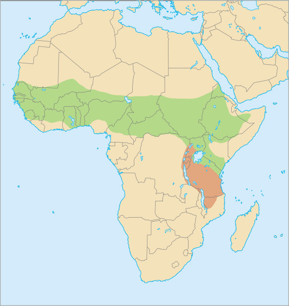 Fotó: Senegal bushbaby - előfordulás